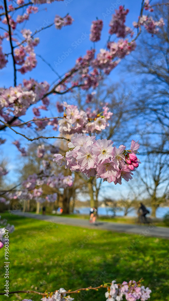 A blurred cherry blossom tree in a park under a blue sky Japanese cherry blossom Maschsee Hanover