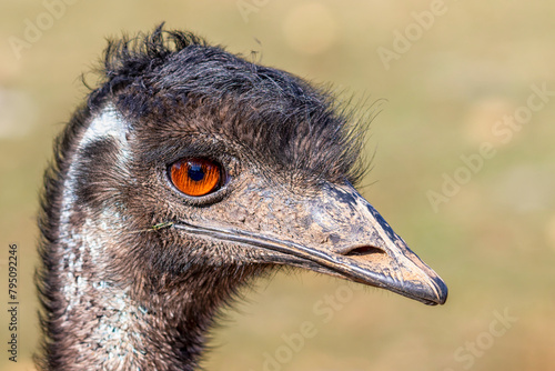 Emu (Dromaius novaehollandiae) portrait photo