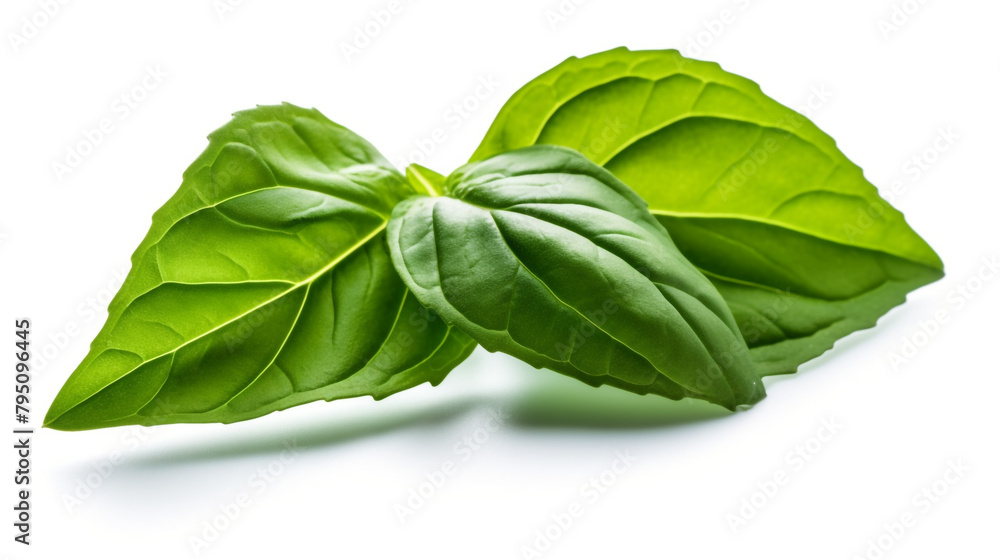 Fototapeta premium Basil leaf transparent background, no shadow сreated with Generative Ai