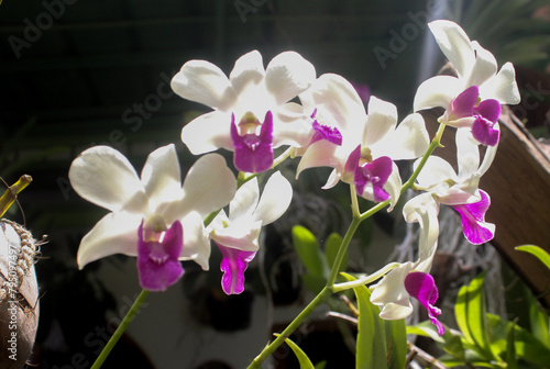 Orchid flowers or Orchidaceae, often used as a symbol of love, luxury, and beauty.