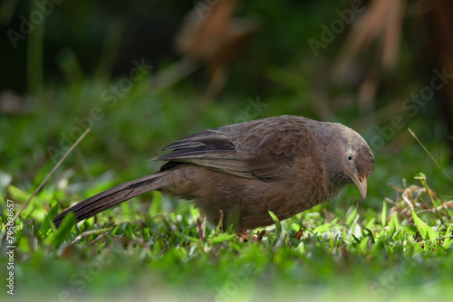 Wallpaper Mural Majestic Brown Bird Foraging on the Green Grass in Sri Lanka at Dawn. Yellow-billed Babbler - Turdoides affinis taprobanus Torontodigital.ca