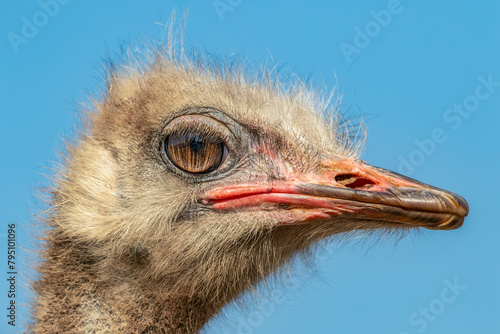 Portrait of an Ostrich