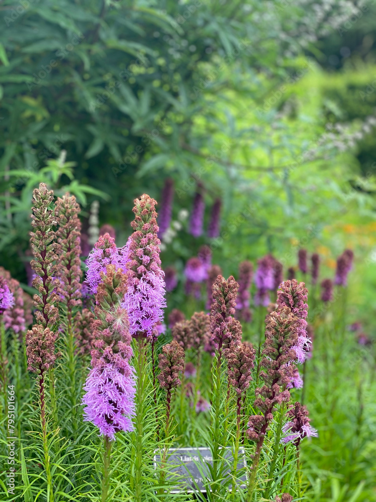 Obraz premium flowers in the garden