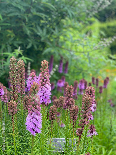 flowers in the garden