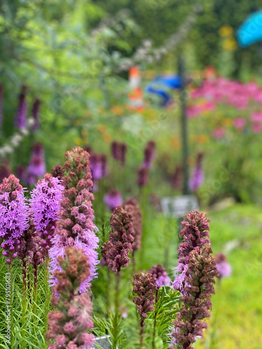 flowers in the garden