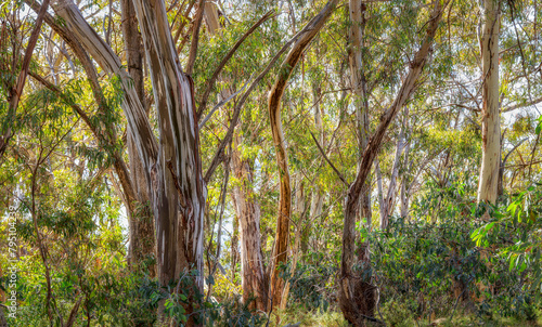 Sunlight in the Snow Gums (Eucalyptus pauciflora) near Bent's Lookout, Mount Buffalo.