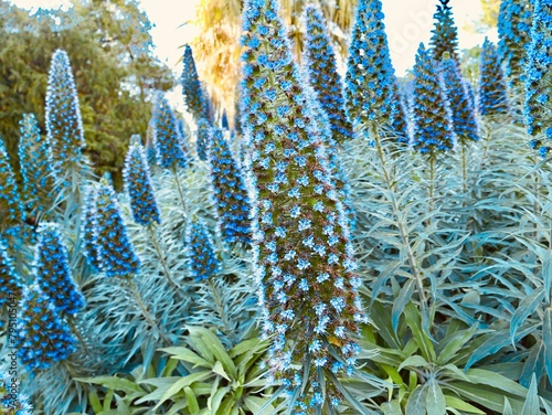 Flowering the 'Pride of Madeira' (Echium candicans), a species of flowering plant in the family Boraginaceae, and genus Echium, native to the island of Madeira. Spain photo