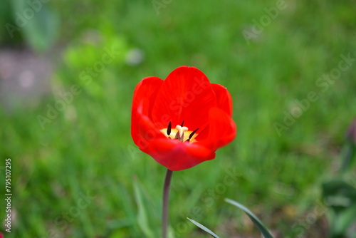 red and yellow tulips