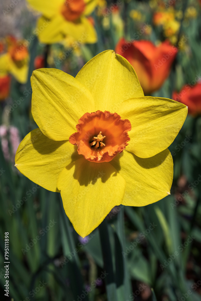 Obraz premium Osterglocken