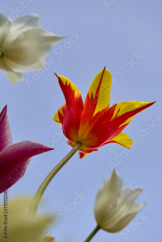 Bunte Tulpen, Tulipa gesneriana gegen den blauen Himmel photo