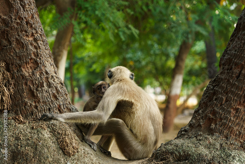 A baby vervet monkey mother, chlorocebus pygerythrus, with her cub on a tree in the wild photo
