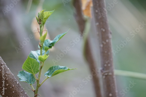 Red mulberry berry on a branch