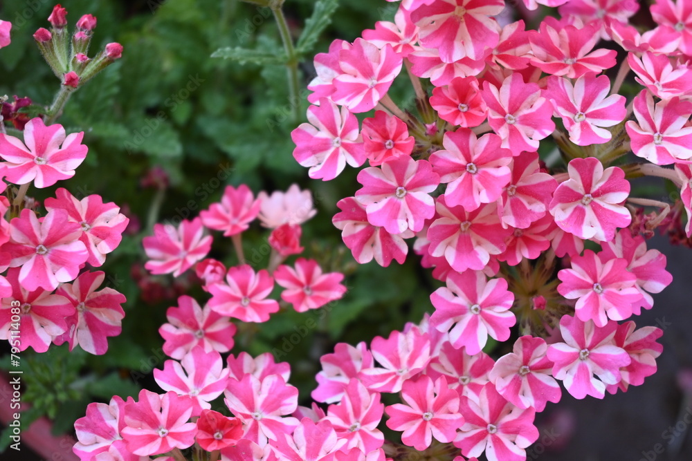 Amazing Flowers in the Nature - Rengarenk Çiçekler Amazing Flowers in the Nature - Rengarenk Çiçekler