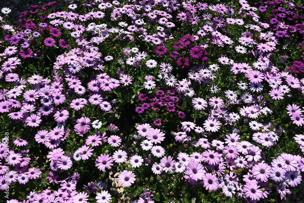 Amazing Flowers in the Nature - Rengarenk Çiçekler Amazing Flowers in the Nature - Rengarenk Çiçekler