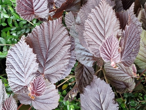 Frühlingsszene. Üppiges Laub. Junge Blätter. Nahaufnahme der Blattnerven. Äste. Einzelheiten. Makrofotografie. Tageslicht. Rote Farbe. Grün im Hintergrund. Natürlichen Umgebung. Draußen. Ökologie.  photo