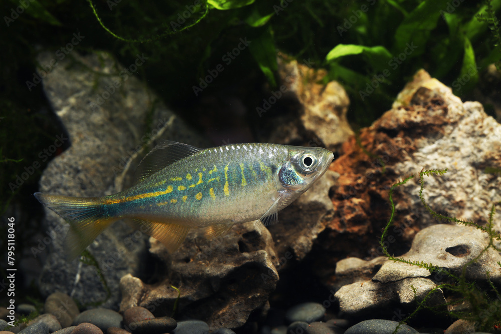 Sind or Bengal Danio (Devario devario) in tropical aquarium Sind or Bengal Danio (Devario devario) in tropical aquarium