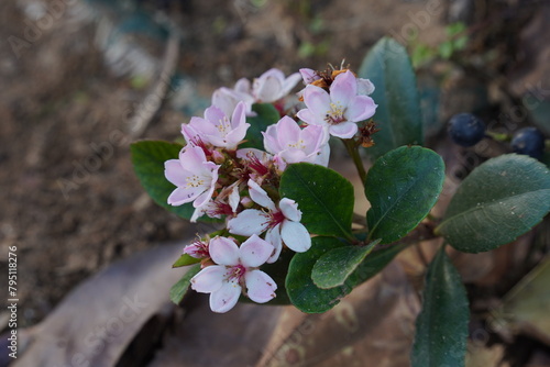 Rhaphiolepis indica (Indian Hawthorn), white-pink flowers on a background of green leaves photo