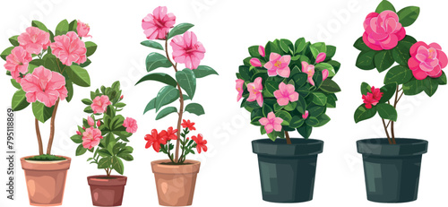 Flowerpots and houseplant flowers in pots. Camellia and cyclamen, azalea and oleander, kalanchoe