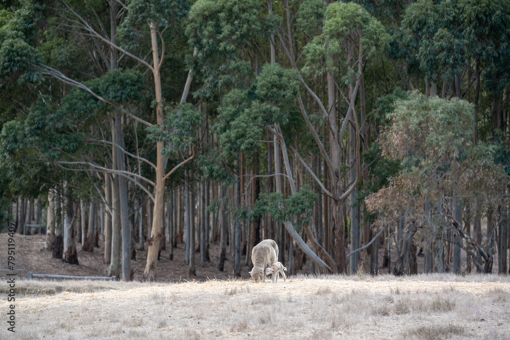 Fototapeta premium A group of sheep is grazing in the rural Australian countryside during autumn