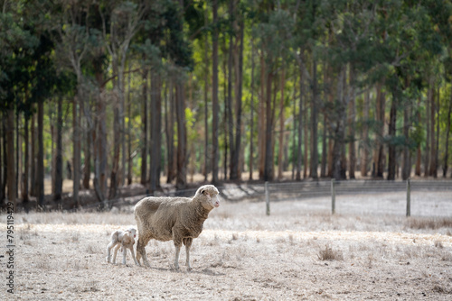 A group of sheep is grazing in the rural Australian countryside during autumn