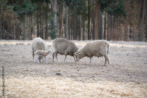 A group of sheep is grazing in the rural Australian countryside during autumn