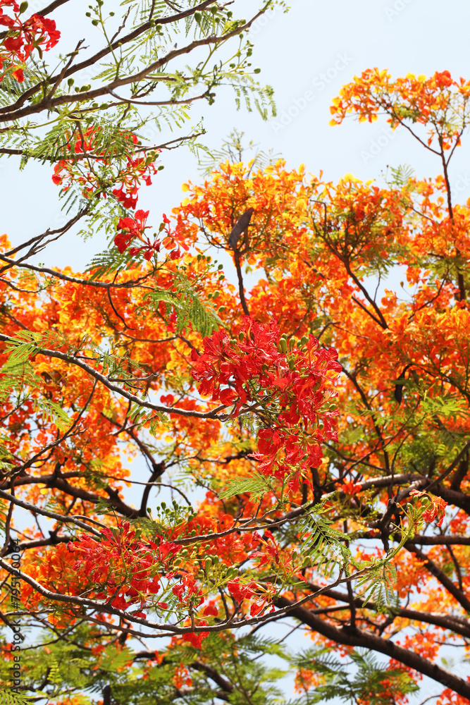 Orange Flamboyant tree, Peacock flower, or Flame of the forest (Delonix regia) blooming in tropical garden summer Orange Flamboyant tree, Peacock flower, or Flame of the forest (Delonix regia) blooming in tropical garden summer