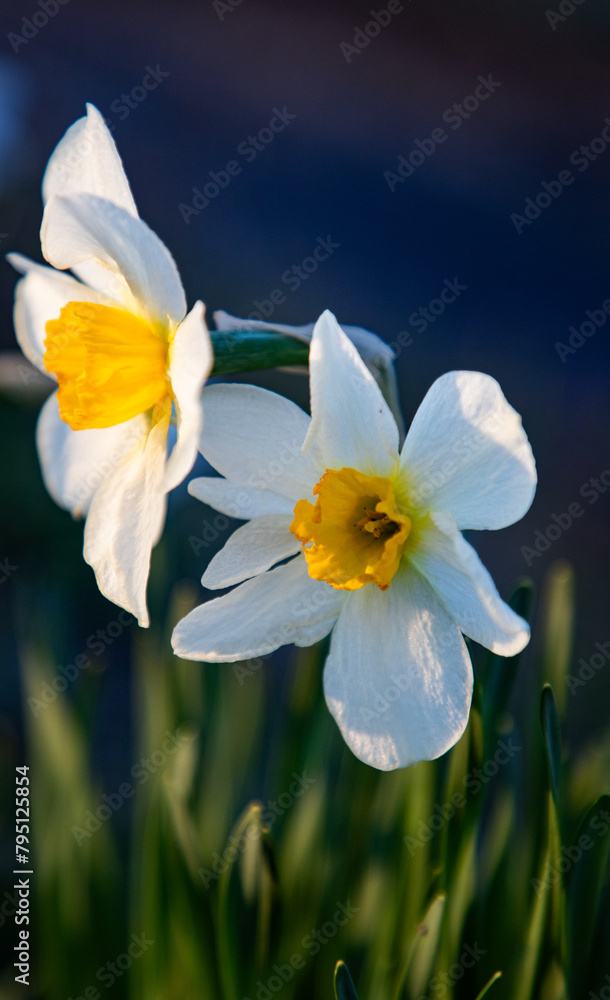 beautiful daffodil blooming in spring beautiful daffodil blooming in spring