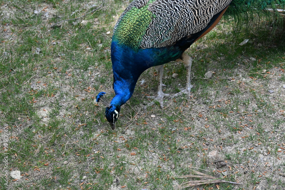 Fototapeta premium Peacock - Göynük Kanyonu - Tavuşkuşu