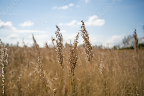 Stalks of wheat at a farm