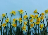 Daffodil yellow spring flower paperwhite pattern on blue background. Narcissi texture for card design. Close-up beautiful Narcissus papyraceus view from above. Decorative yellow narcis border fir tree