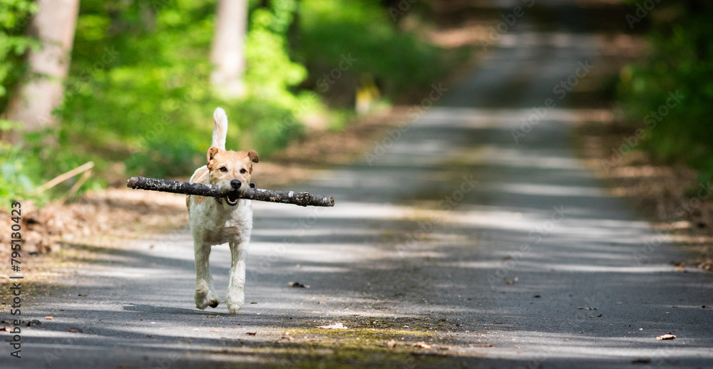 Obraz premium cute terrier playing outdoors