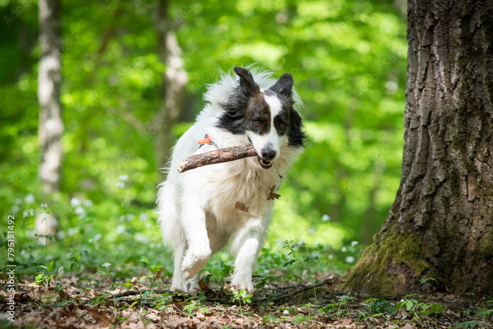 cute white shepherd dog playing in nature