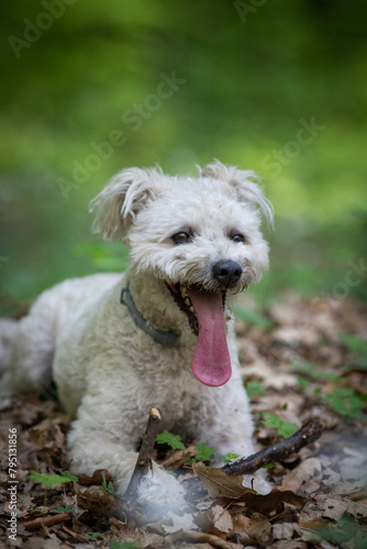 cute little pumi dog enjoying the outdoors