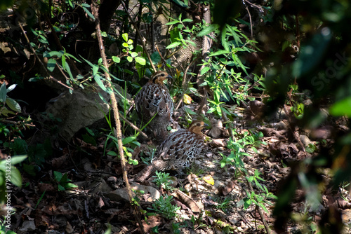 mountain bamboo partridge or Bambusicola fytchii at Khonoma in Nagaland, India photo