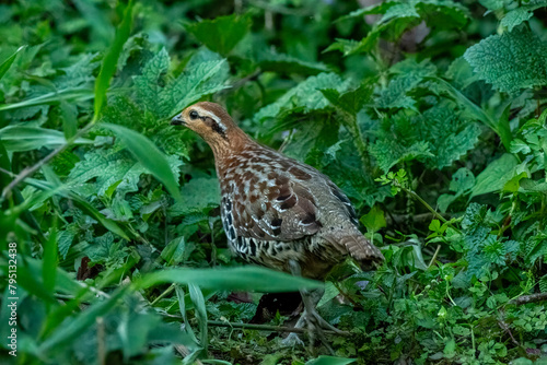 mountain bamboo partridge or Bambusicola fytchii at Khonoma in Nagaland, India photo