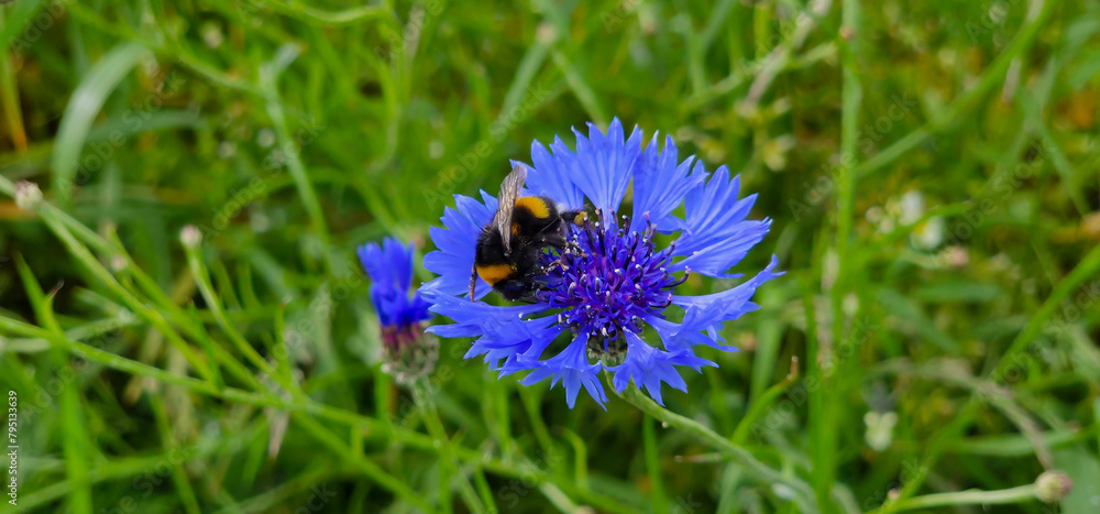 Fototapeta premium Macro shot of a bumblebee on a blue, wild cornflower; a bee on a blue flower.