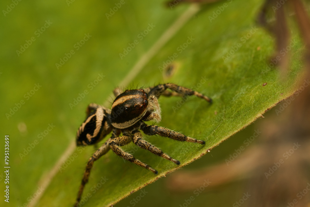 A yellow and black spider perched on a branch A yellow and black spider perched on a branch
