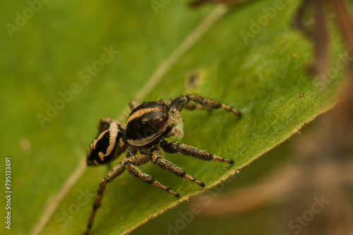A yellow and black spider perched on a branch