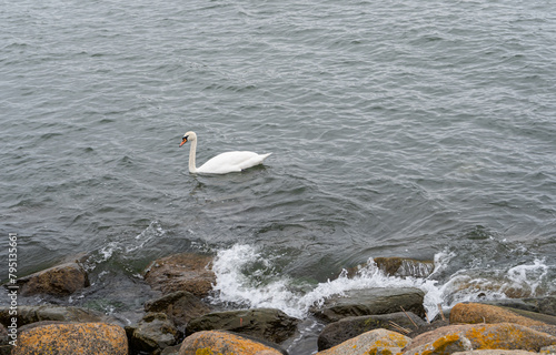 White swan in the Baltic Sea near the shore. 
