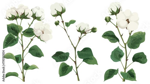 Set of Four raw cotton branches leaves bolls and flowers photo