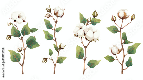 Set of Four raw cotton branches leaves bolls and flowers photo