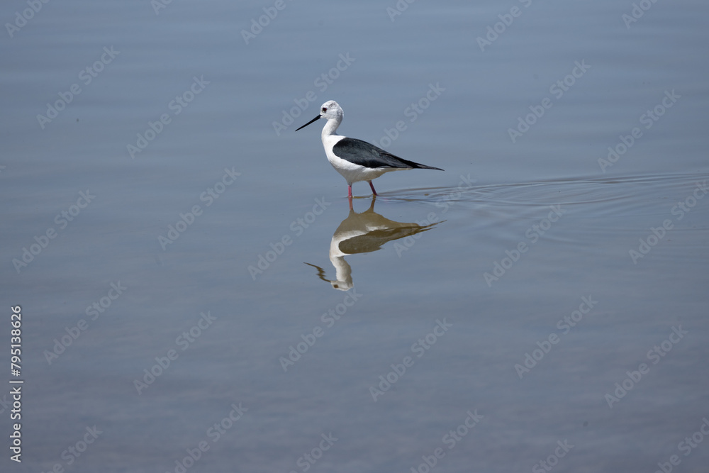 himantopus himantopus bird, seagull, gull, sea, water, animal, nature, wildlife, ocean, flight, fly, beach, flying, birds, white, sky, blue, beak, feather, lake, wing, shore, seabird, freedom, pelican