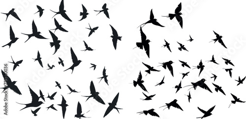 Flock of swallows. Silhouettes crowd flying birds away sky