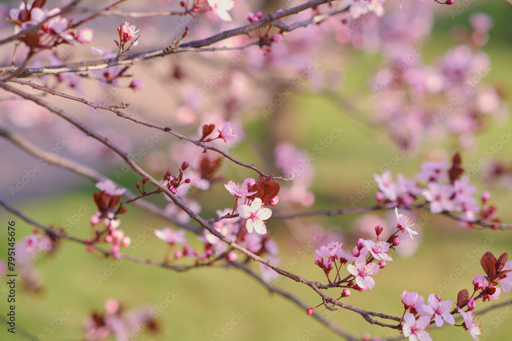 Spring widescreen banner, branches of blossoming cherry against background Spring widescreen banner, branches of blossoming cherry against background