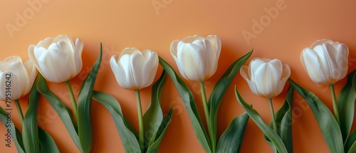 White Tulips Arranged on Yellow Background