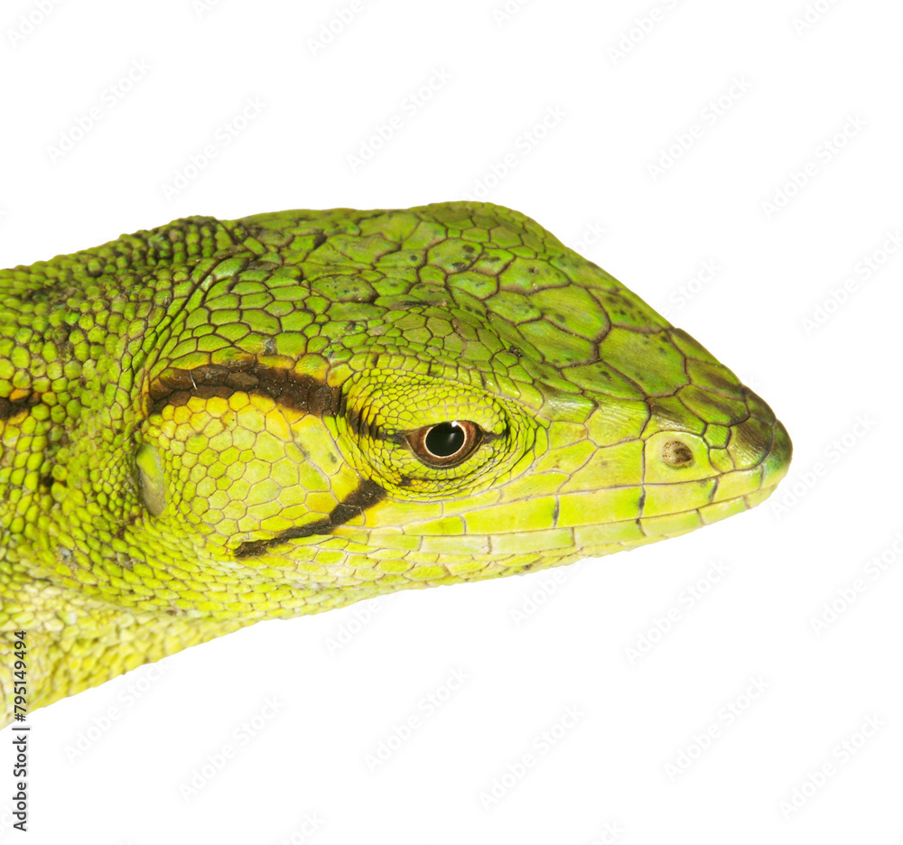 Fototapeta premium Green lizard reptile isolated on transparent layered background.