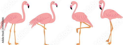 pink flamingos in flat style on white background vector