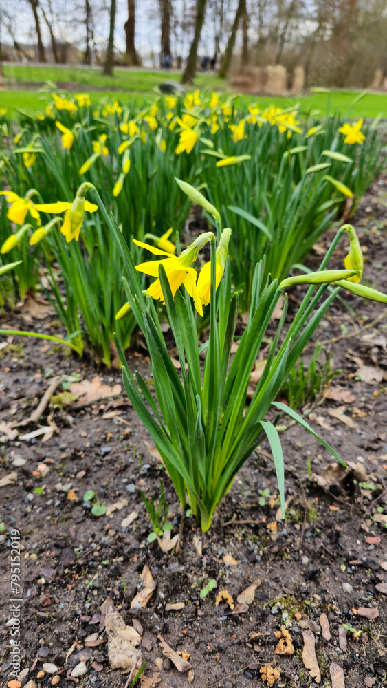 Fototapeta premium Beautiful yellow flowers bloom in the park, adding color to the landscape