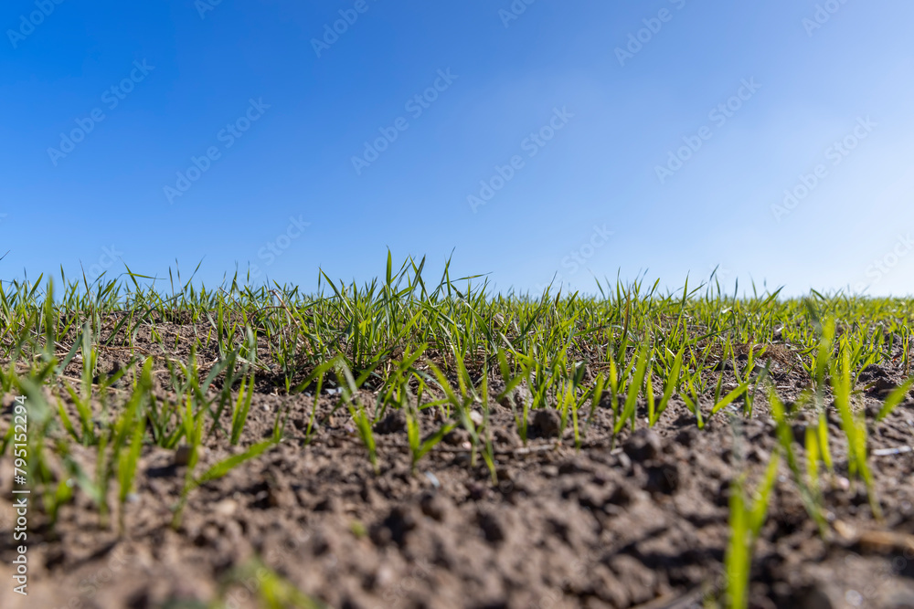 Fototapeta premium a new crop of cereals in sunny weather