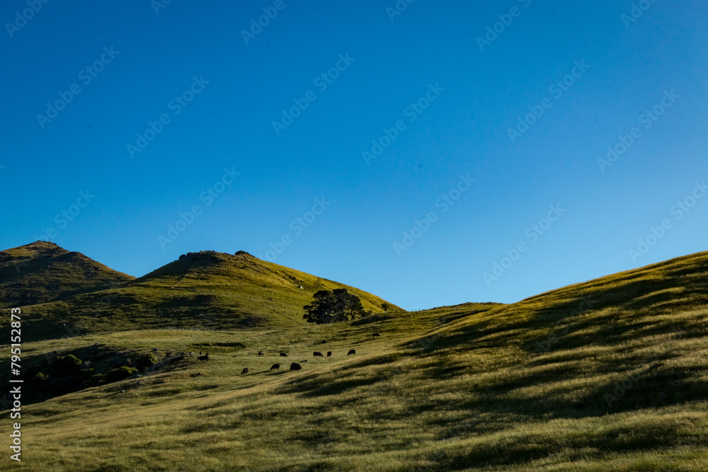 Sloping hills with cattle grazing and clear blue sky